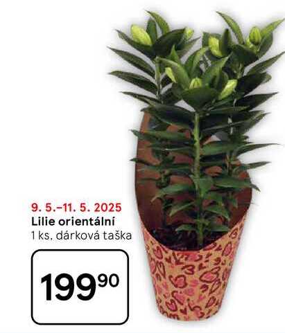 Lilie orientální 1 ks, dárková taška