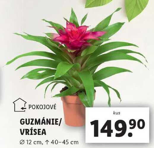 GUZMÁNIE/VRÍSEA 
