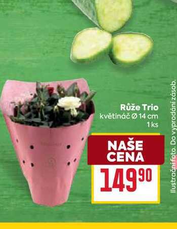 Růže Trio květináč 14 cm 1ks