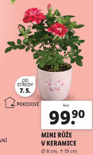 MINI RŮŽE V KERAMICE 