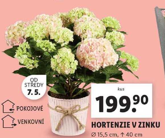 HORTENZIE V ZINKU
