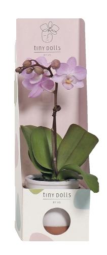 Phalaenopsis v keramickém obalu