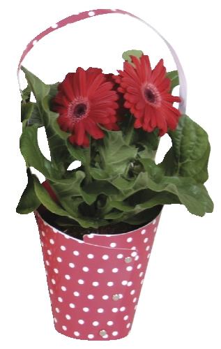 Gerbera v tašce, 1 KS