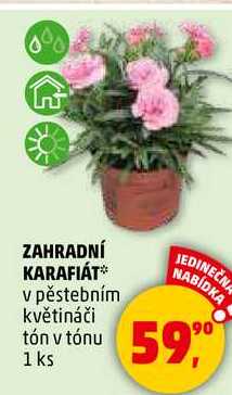 ZAHRADNÍ KARAFIÁT v pěstebním květináči tón v tónu, 1 ks  