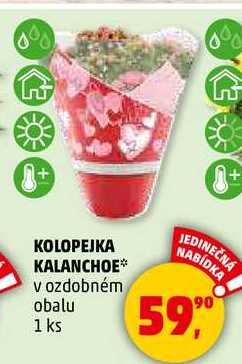 KOLOPEJKA KALANCHOE v ozdobném obalu, 1 ks  