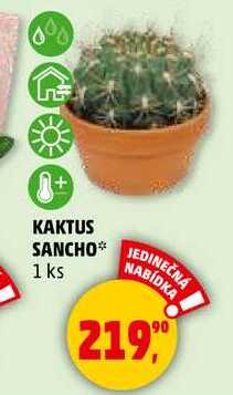 KAKTUS SANCHO, 1 ks 