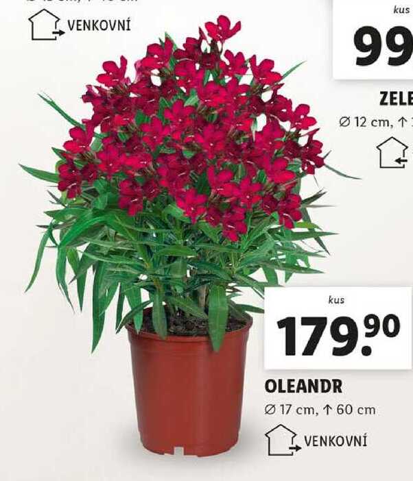 OLEANDR 