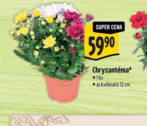  Chryzantéma, pr. květináče 12 cm 