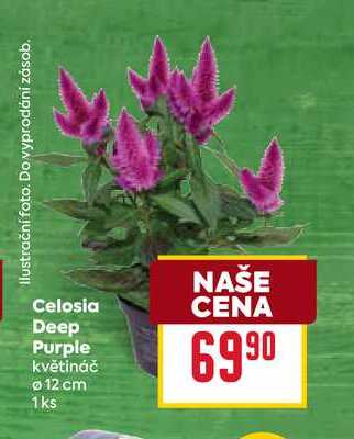 Celosia Deep Purple květináč 12 cm 1ks 
