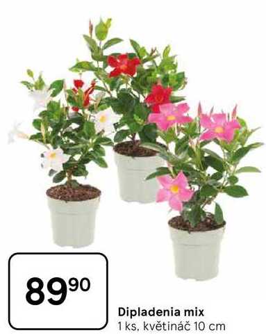 Dipladenia mix, 1 ks, květináč 10 cm 