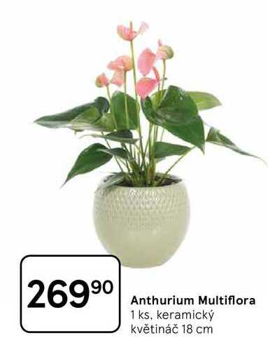 Anthurium Multiflora 1 ks, keramický květináč 18 cm 