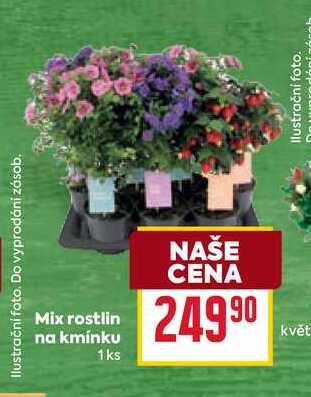 Mix rostlin na kmínku 1ks