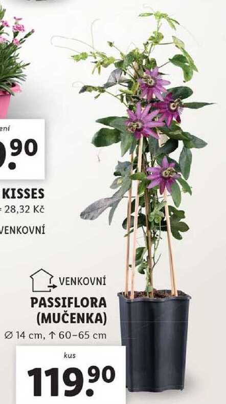 PASSIFLORA (MUČENKA)