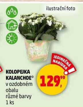 KOLOPEJKA KALANCHOE v ozdobném obalu různé barvy, 1 ks  
