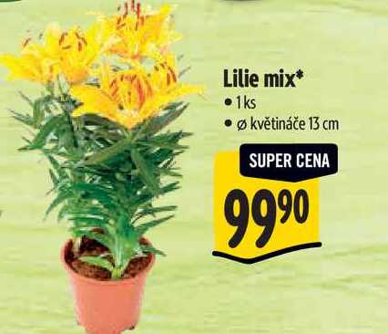 Lilie mix, pr. květináče 13 cm  