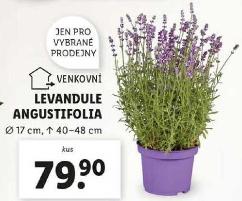 LEVANDULE ANGUSTIFOLIA