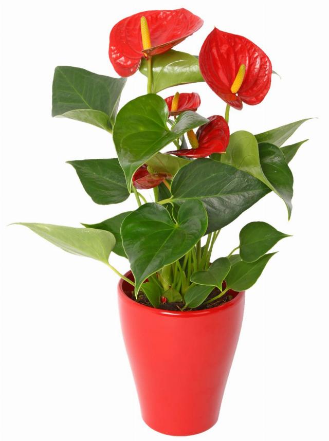 Anthurium andreanum v keramickém květináči