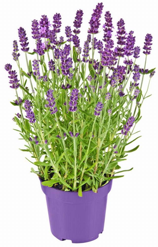 Levandule Lavandula angustifolia