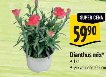  Dianthus mix, pr. květináče 10,5 cm 