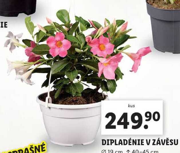 DIPLADÉNIE V ZÁVĚSU