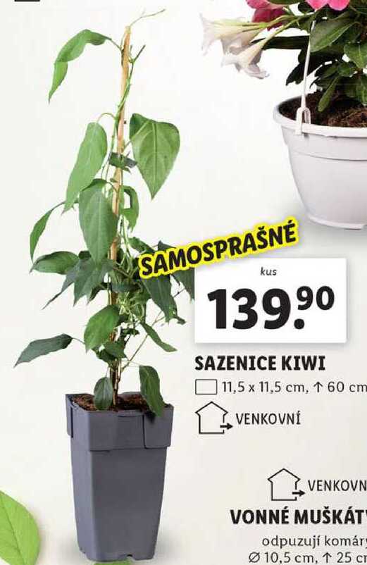 SAZENICE KIWI 