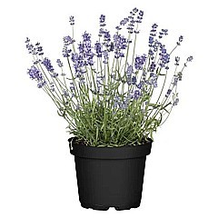 LEVANDULE LÉKARSKÁ (LEVANDULA ANGUSTIFOLIA)