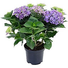 HORTENZIE VELKOLISTÁ (HYDRANGEA MACROPHYLLA)