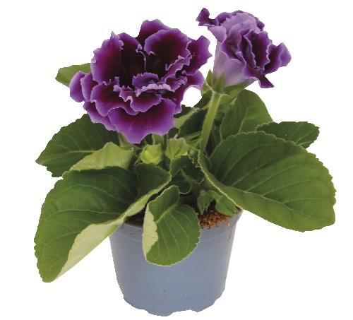 Gloxinia, 1 KS