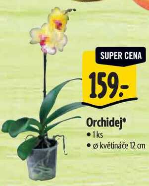 Orchidej