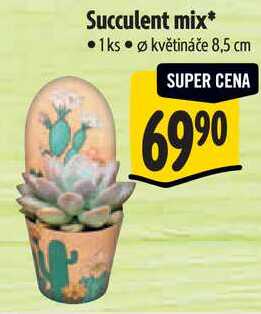 Succulent mix
