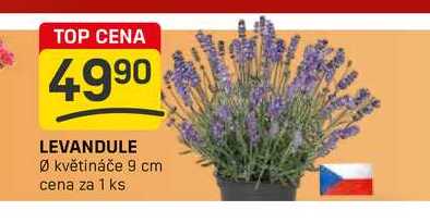 LEVANDULE Ø květináče 9 cm cena za 1 ks 