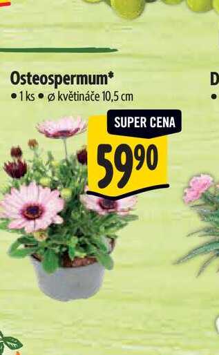 Osteospermum, pr. květináče 10,5 cm  