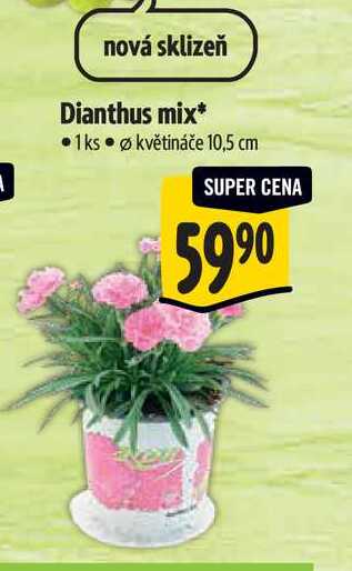   Dianthus mix, pr. květináče 10,5 cm 