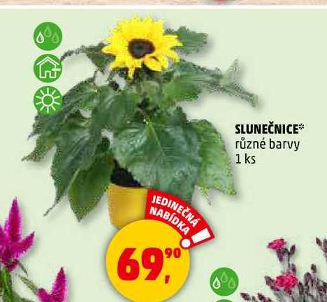 SLUNEČNICE různé barvy, 1 ks 