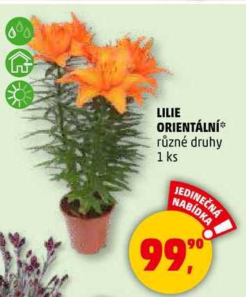 LILIE ORIENTÁLNÍ různé druhy, 1 ks 