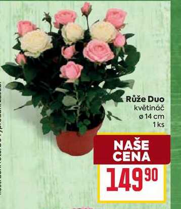 Růže Duo květináč 14 cm 1ks