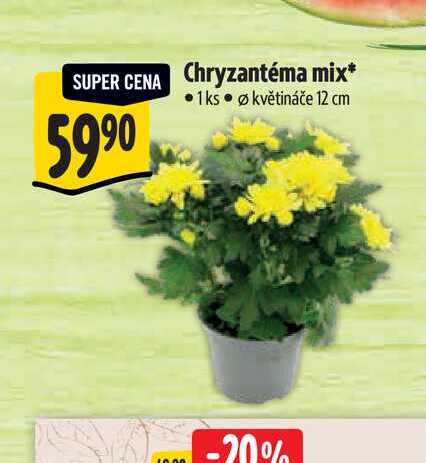  Chryzantéma mix, pr. květináče 12 cm  