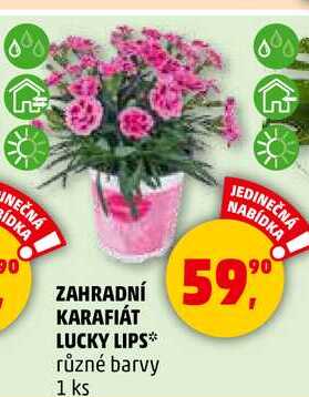 ZAHRADNÍ KARAFIÁT LUCKY LIPS různé barvy, 1 ks
