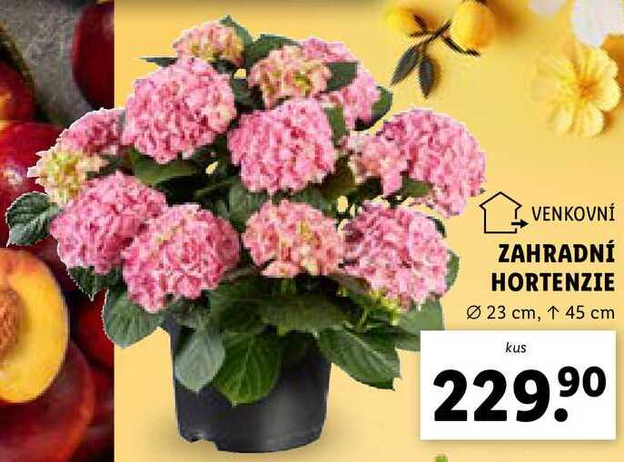 ZAHRADNÍ HORTENZIE