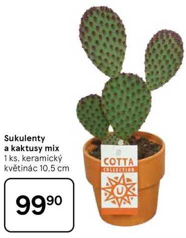 Sukulenty a kaktusy mix, 1 ks, keramický květinác 10.5 cm  
