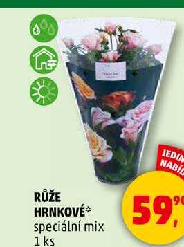 RŮŽE HRNKOVÉ speciální mix, 1 ks 