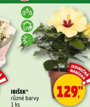 IBIŠEK různé barvy, 1 ks  