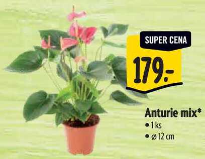 Anturie mix