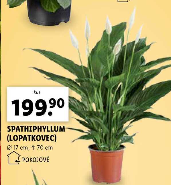 SPATHIPHYLLUM (LOPATKOVEC)