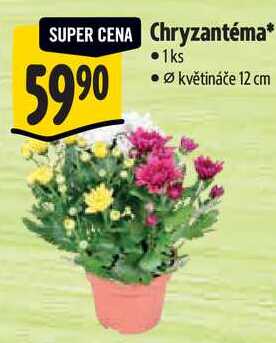 Chryzantéma