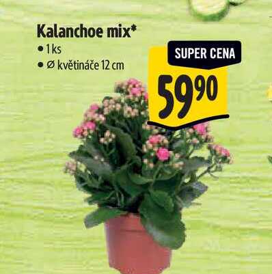 Kalanchoe mix, pr. květináče 12 cm  