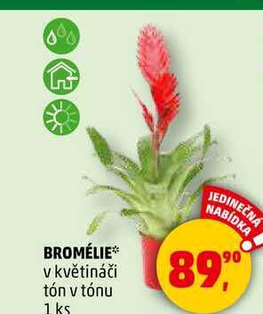 BROMÉLIE v květináči tón v tónu, 1 ks 