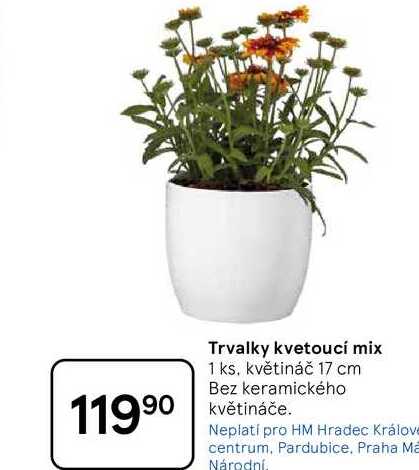 Trvalky kvetoucí mix, 1 ks, květináč 17 cm, Bez keramického 