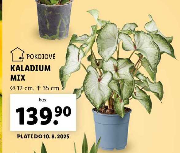 KALADIUM MIX