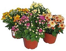 CHRYZANTÉMA (CHRYSANTHEMUM INDICUM)